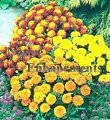 (image for) French Marigold - Tagetes patula 4 inch