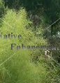 (image for) Bamboo Muhly – Muhlenbergia dumosa 5 gallon