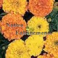 African Marigold - Tagetes erecta 4 inch African Marigold - Tagetes erecta 4 inch