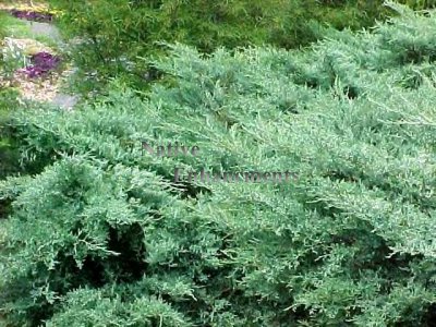 (image for) Grey Owl - Juniperus virginiana 5 gallon