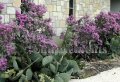 (image for) Texas Sage (Cenizo) - Leucophyllum frutescens 5 gallon