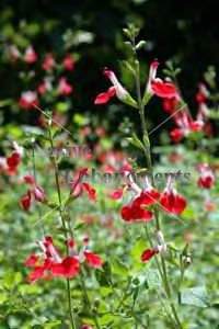 (image for) Little Leaf Sage “Hot Lips” - Salvia microphylla 1 gallon