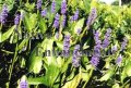(image for) Purple Pickerel Weed - Pontederia cordata 1 gallon