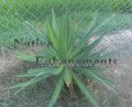 (image for) Fatal Attraction - Agave funkiana 5 gallon