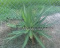 Fatal Attraction - Agave funkiana 5 gallon Fatal Attraction - Agave funkiana 5 gallon