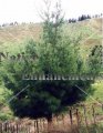 (image for) Spruce Pine - Pinus glabra 5 gallon