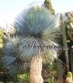 Beaked Yucca - Yucca rostrata 5 gallon Beaked Yucca - Yucca rostrata 5 gallon