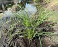 (image for) Emory Sedge - Carex emoryi 1 gallon