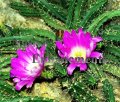 Lady Finger Cactus - Echinocereus pentalophus 1 gallon Lady Finger Cactus - Echinocereus pentalophus 1 gallon