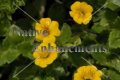 (image for) Mecardonia "Gold Flake" - Mecardonia procumbens 1 gallon