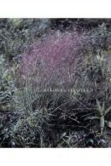 (image for) Gulf Muhly - Muhlenbergia cappillaris 1 gallon