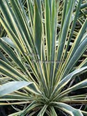 (image for) Adam's Needle - Yucca filamentosa 5 gallon