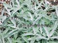 (image for) White Sage - Artemisia ludoviciana 1 gallon