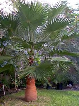 (image for) Mexican Fan Palm - Washingtonia robusta 15 gallon