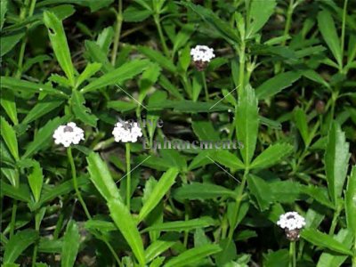 (image for) Frogfruit – Phyla incisa 1 gallon