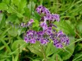 Blue Duranta - Duranta erecta 5 gallon Blue Duranta - Duranta erecta 5 gallon