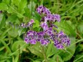 (image for) Blue Duranta - Duranta erecta 5 gallon