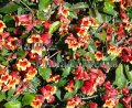 (image for) Cross Vine - Bignonia capreolata 1 gallon