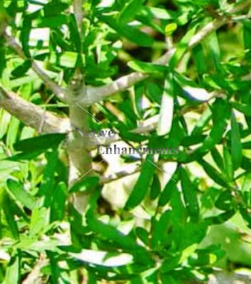 (image for) Desert Olive "Pendula" - Forestiera angustifolia 5 gallon