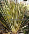 Smooth Leaf Sotol - Dasylirion leiophyllum 5 gallon Smooth Leaf Sotol - Dasylirion leiophyllum 5 gallon