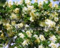 Texas Ebony - Ebenopsis ebano 5 gallon Texas Ebony - Ebenopsis ebano 5 gallon
