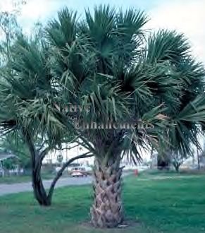 (image for) Texas Palm – Sabal mexicana 15 gallon