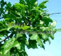 (image for) Overcup Oak - Quercus lyrata 5 gallon