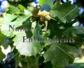 Bur Oak - Quercus macrocarpa 5 gallon Bur Oak - Quercus macrocarpa 5 gallon