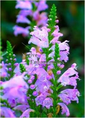 (image for) Fall Obedient Plant - Physostegia virginiana 1 gallon