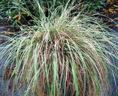 (image for) Weeping Muhly - Muhlenbergia dubiodes (palmeri) 1 gallon