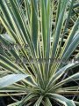 (image for) Adam's Needle - Yucca filamentosa 5 gallon