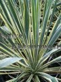 Adam's Needle - Yucca filamentosa 5 gallon Adam's Needle - Yucca filamentosa 5 gallon