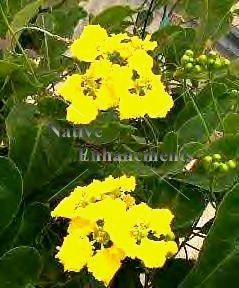 (image for) Butterfly Vine, Orchid Vine - Stigmaphyllon ciliatum 
