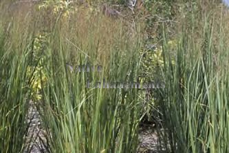 (image for) Switchgrass - Panicum virgatum 1 gallon