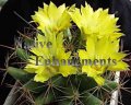(image for) Longmomma Nipple Cactus - Mammillaria longimomma 1 gallon