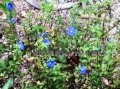 Blue Daze - Evolvulus glomeratus 1 gallon Blue Daze - Evolvulus glomeratus 1 gallon