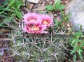 (image for) Texas Horse Crippler - Echinocactus texensis 1 gallon