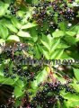 (image for) Elderberry - Sambucus canadensis 5 gallon