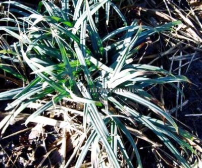 (image for) Blue Wood Sedge - Carex flaccosperma 1 gallon