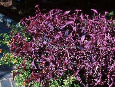 (image for) Purple Heart – Tradescantia pallida 1 gallon