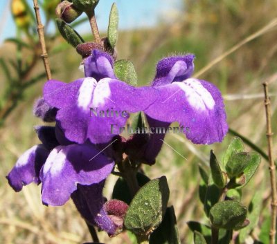 (image for) Shrubby Purple Skullcap - Scutellaria wrightii 1 gallon