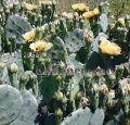 (image for) Eastern Prickly Pear - Opuntia humifosa 1 gallon