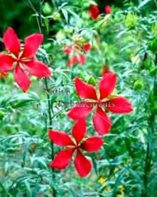 (image for) Texas Star Hibiscus 1 gallon