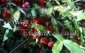 (image for) Strawberry - Fragaria x ananassa 1 gallon