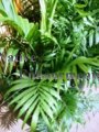 (image for) Parlor Palm, Neanthe Bella Palm - Chamadorea elegans 1 gallon