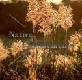 (image for) Sugarcane Plumegrass - Saccharum giganteum 1 gallon