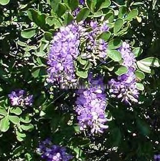 (image for) Texas Mountain Laurel - Sophora secundiflora 5 gallon