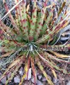 (image for) Texas False Agave - Hechtia texensis 1 gallon