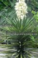 Aloe Yucca - Yucca aloifolia 5 gallon Aloe Yucca - Yucca aloifolia 5 gallon