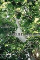 (image for) American Sycamore - Platanus occidentalis 5 gallon